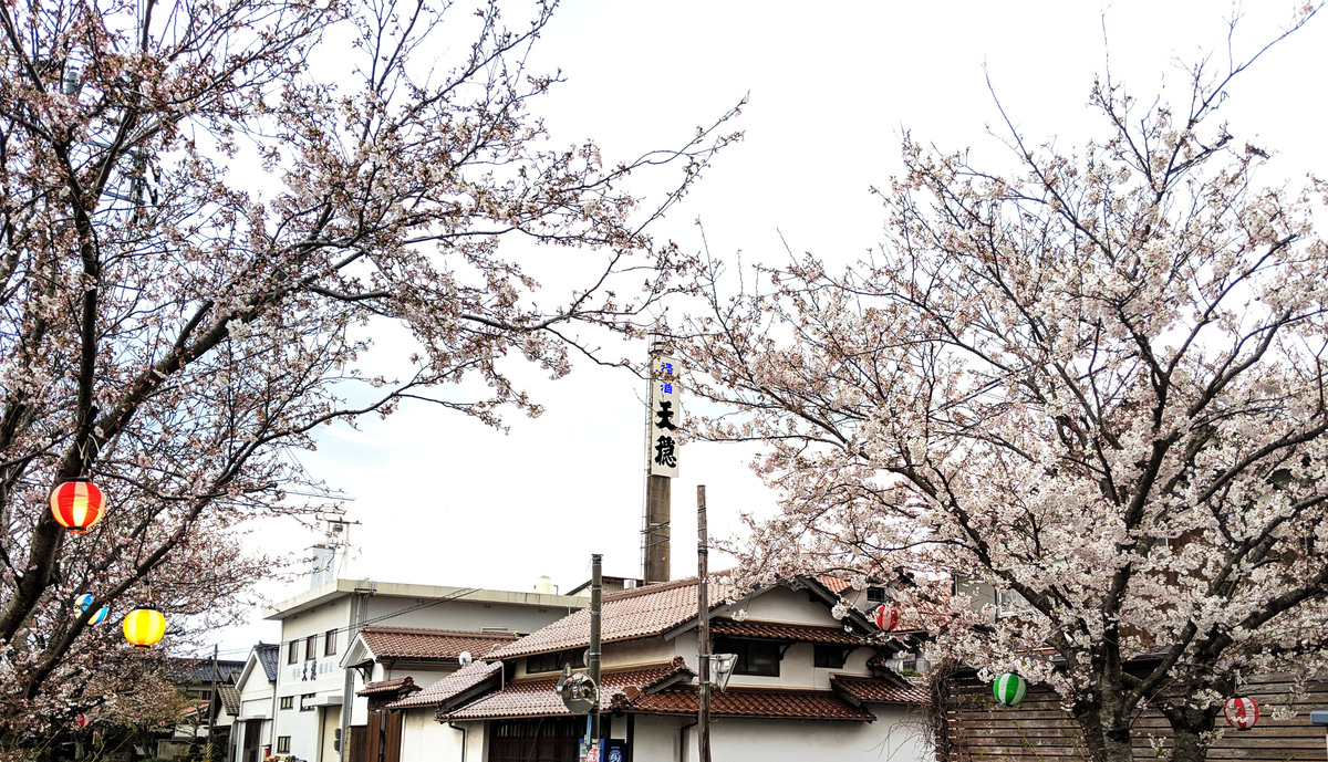 てんおんと桜