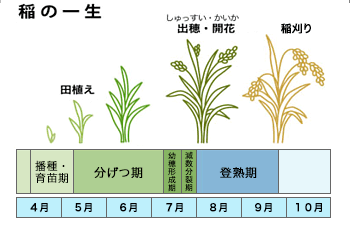 稲作カレンダー